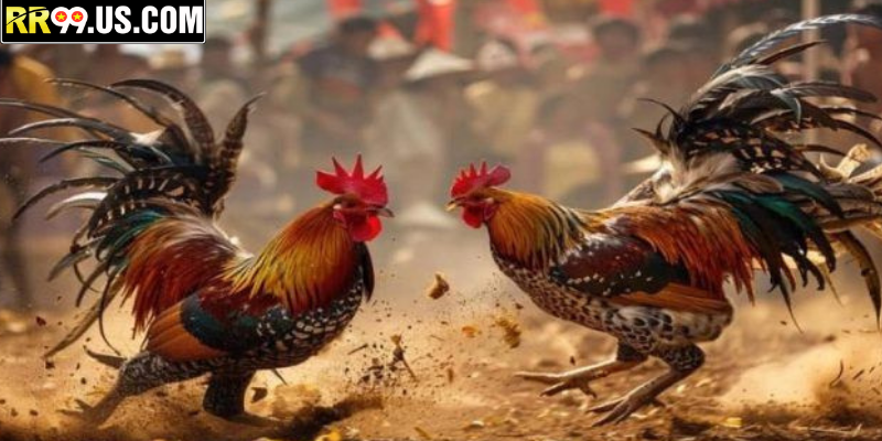 Kỹ Thuật Đá Gà Cựa Sắt Tại Trường Gà RR99 Hiện Nay