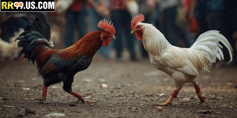  Hướng dẫn nhập môn cho người mới