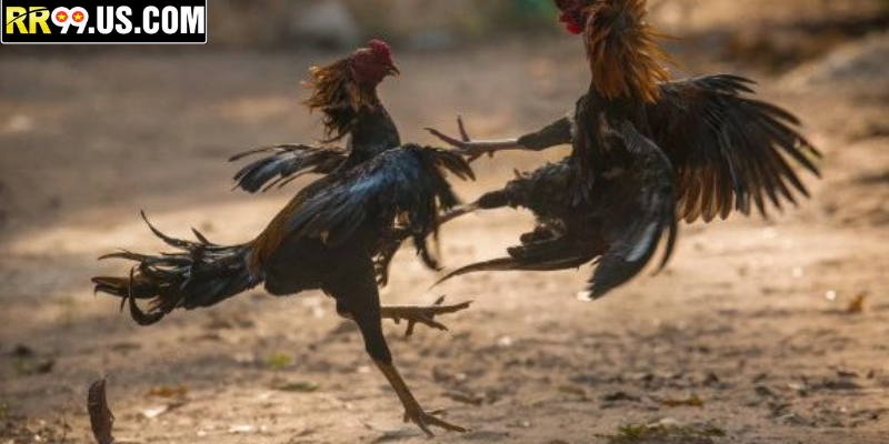 Không Khí Thi Đấu Đá Gà Thomo Dành Cho Hội Viên RR99