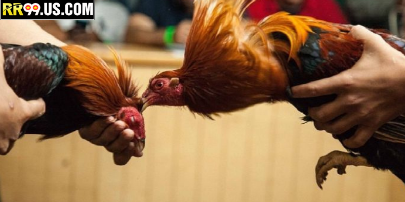 Phân tích đòn theo trạng thái