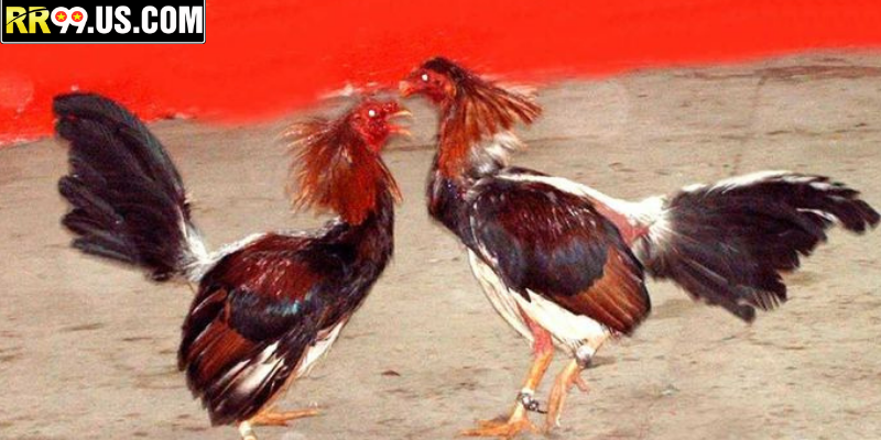 Trải Nghiệm Trận Đấu Đá Gà Trực Tiếp Chuẩn Sàn RR99