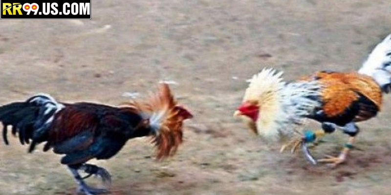 Đá gà trực tiếp theo tốc độ trận đấu