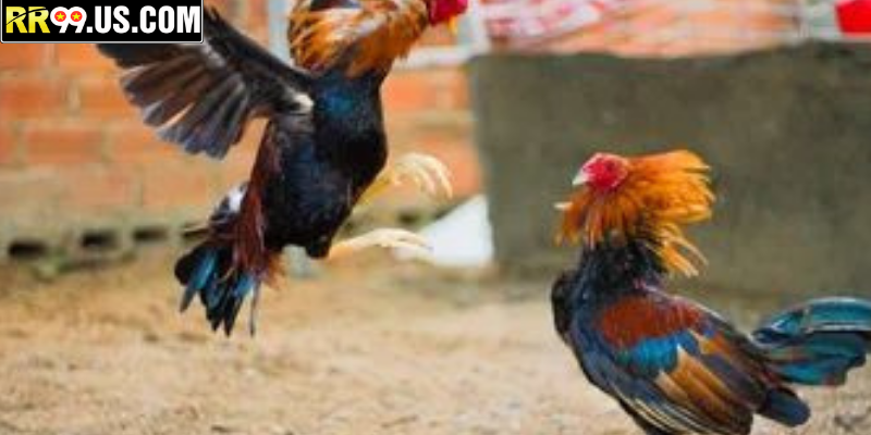 Quan sát chuyển động từng pha