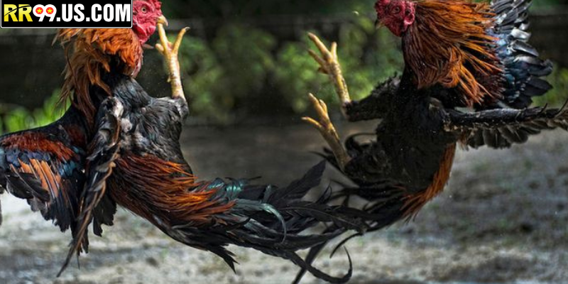 Hướng dẫn cơ bản cho người xem mới