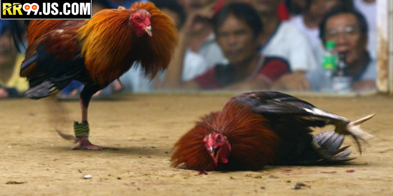 Tổng quát về đá gà