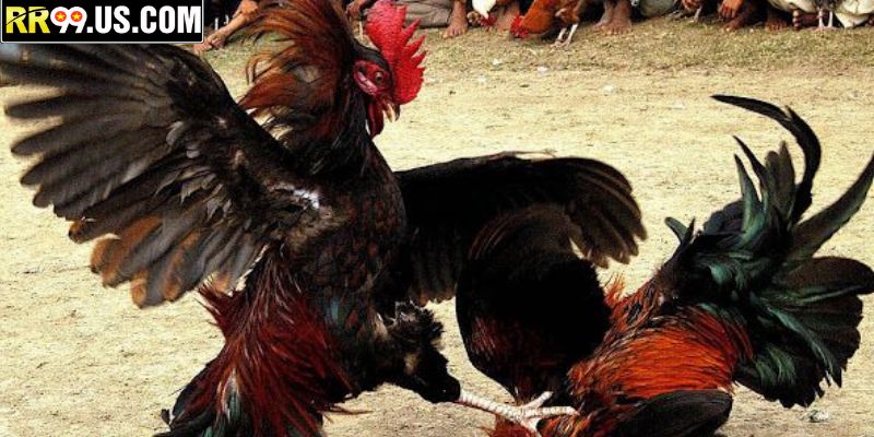 Quan sát trực tiếp trận đấu